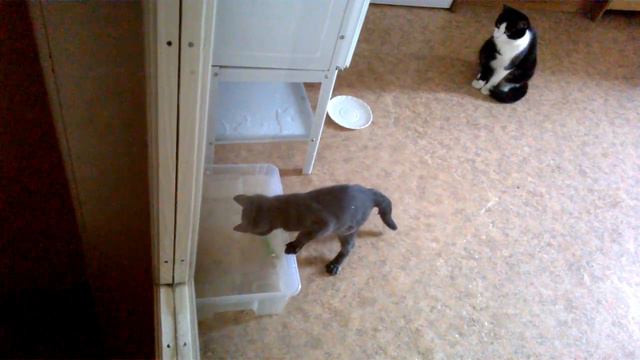 Кот безобразничает