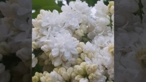 Сирень Сувенир Алисы Хардинг. Алена Семенцова. Карнавал Цветов