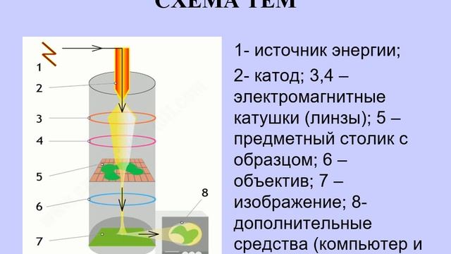 № 1 электронная микроскопия