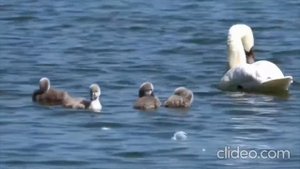 Онлайн-урок "Животный мир Удмуртии" Красная книга