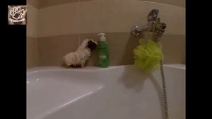 Приколы с морскими свинками для детей и взрослых