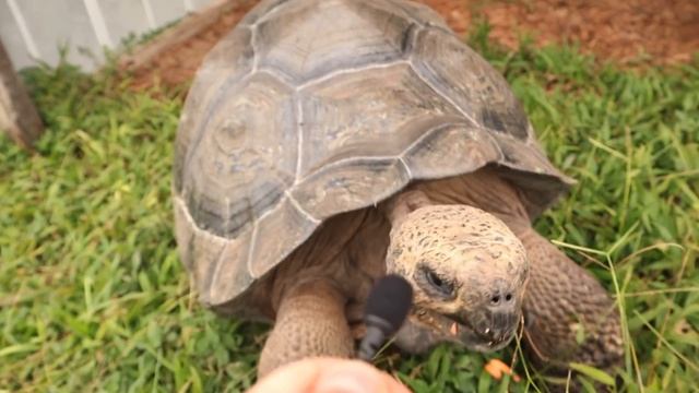 INTERVIEWING MY ANIMALS WITH A TINY MIC ! смотреть онлайн