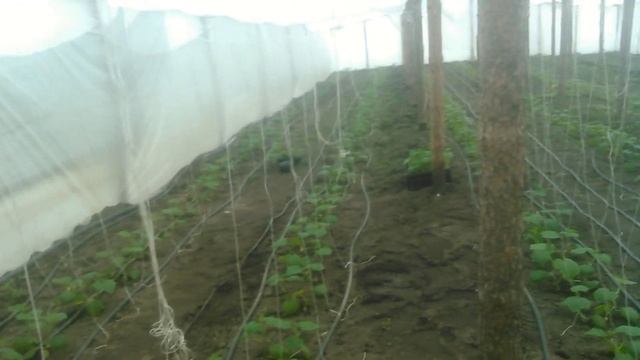 Опалення у теплиці і розхід дров