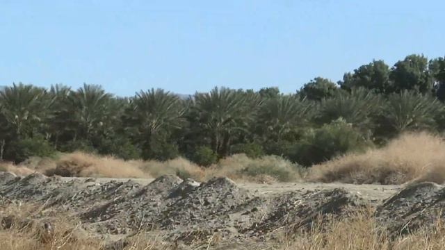Пальмовые Плантации