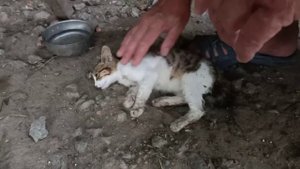 Увидели, что ему плохо...Котёнок отравился и через несколько часов его не стало...