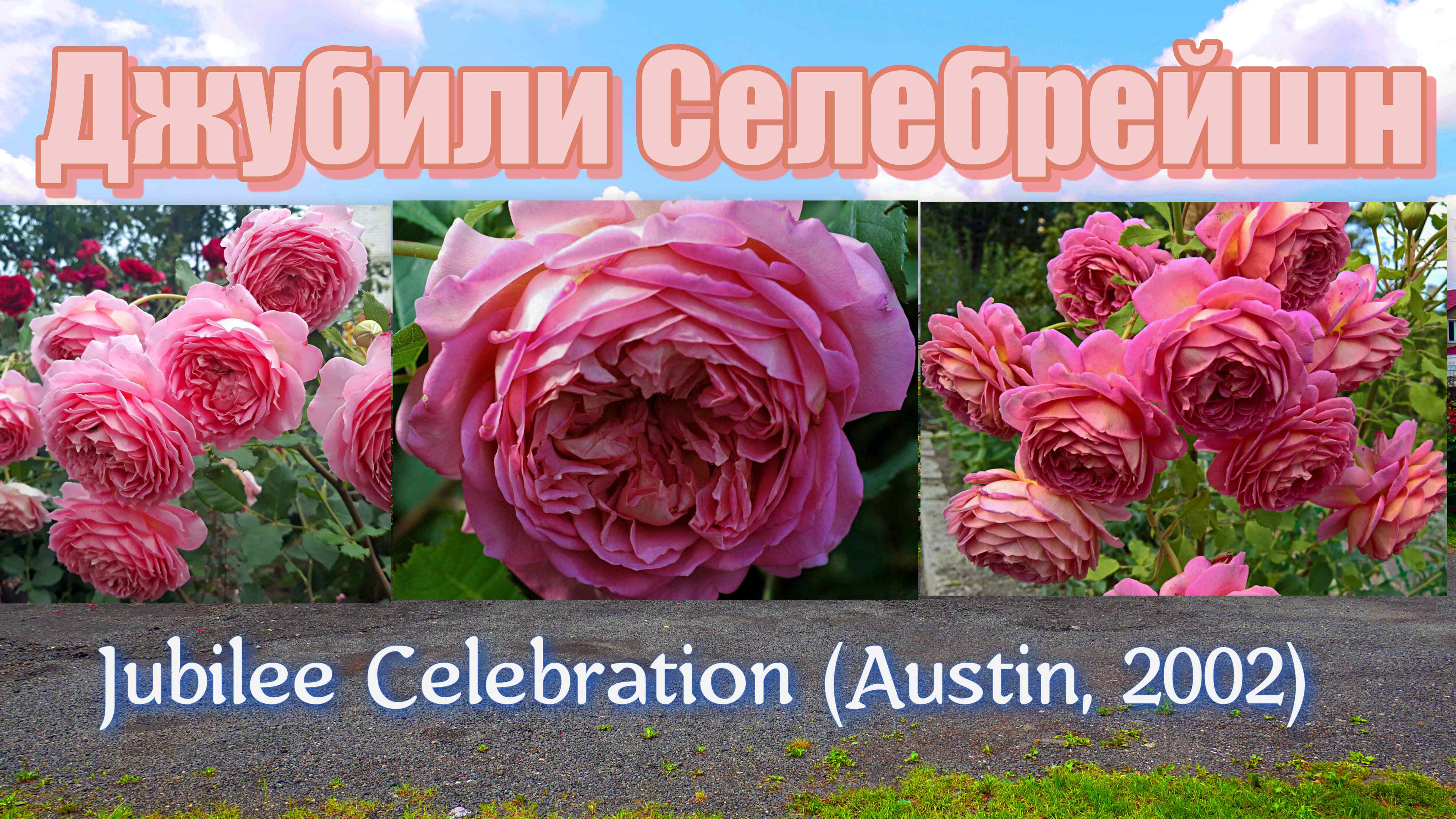 Роза  Джубили Селебрейшн (Английская) -  Jubilee Celebration (Austin, 2002)