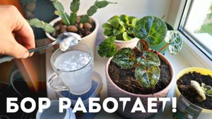 Бор для домашних растений! Как подкормить растение бором чтобы укрепилось и зацвело?