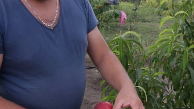 нектарин фантазия смотреть онлайн