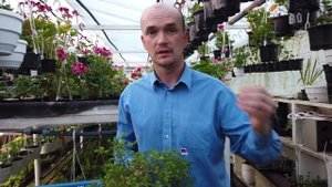 Как Нарастить Метровый Куст Герани (ангелы).