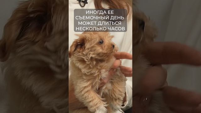 Звёздная собака? #maltipoo #мальтипу  #питомникмальтипу