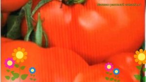 Томат обыкновенный Гладиатор. Краткий обзор, описание характеристик, где купить семена