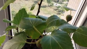 Комнатный инжир. Сорт муассон. Созревание плодов