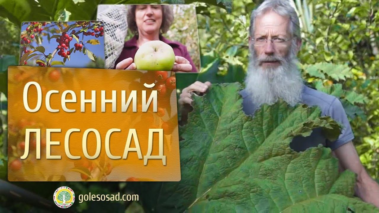 Осенний лесосад:)