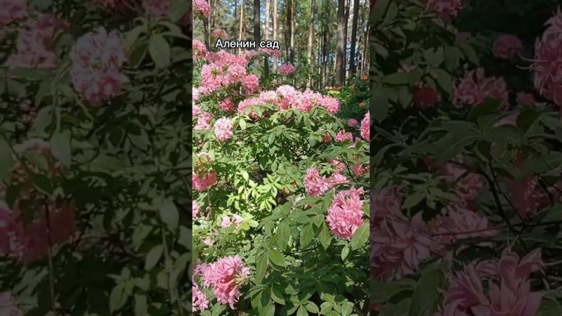 Райские кущи️ #цветы #garden