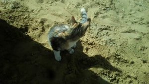 Я недола коту по какать