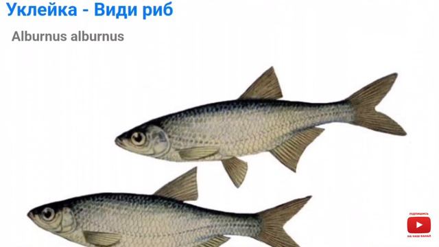 Які види риб водяться в прісноводних ріках України та Європи? (фото та назви) смотреть онлайн