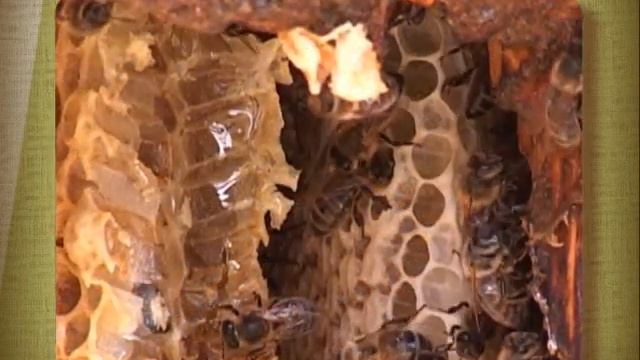 крем скраб Тенториум.vob смотреть онлайн