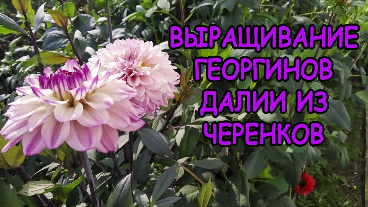 Георгины уход и выращивание на даче. Как правильно посадить георгины весной. Далия посадка весной.
