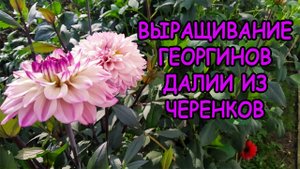 Георгины уход и выращивание на даче. Как правильно посадить георгины весной. Далия посадка весной.