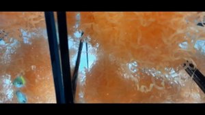 Гуппи подготовка к РОДАМ!