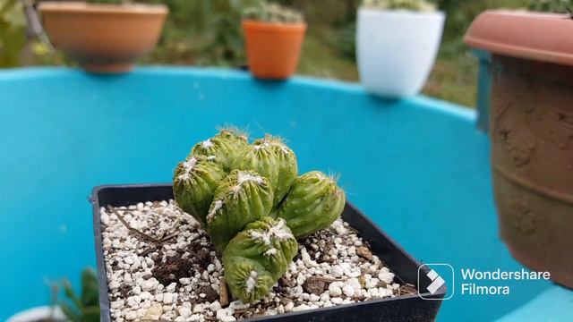 Colección de Cactus parte 1 🌵❤️ #suculentas #cactus #garden смотреть онлайн