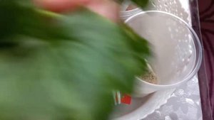 как пользоваться корневином для укореннения черенков Пеларгонии ????