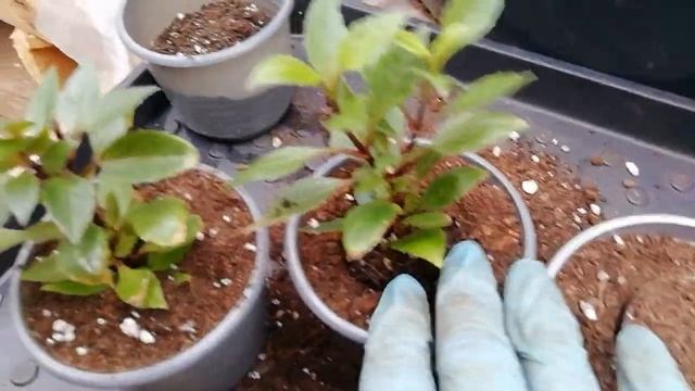 Размножение вегетативной георгины, перевалка укорененных черенков.