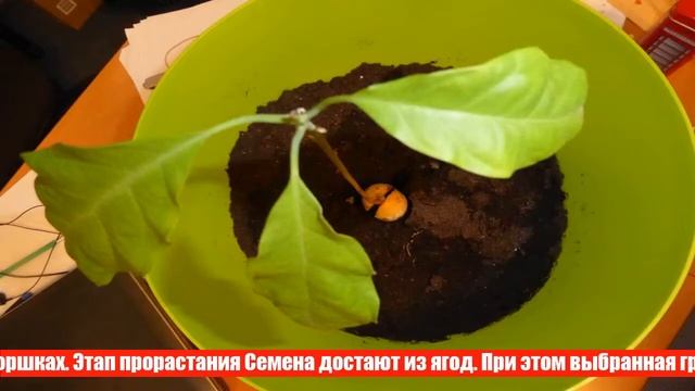 Как вырастить в домашних условиях виноград из косточки