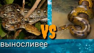 Сетчатый питон VS анаконда