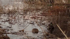 #СашаКира. Нижнее большое Суздальское озеро. Апрель 2019.