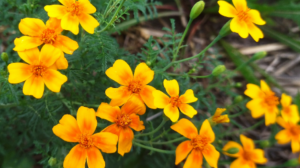 Самый лучший однолетний цветок. Бархатцы мимимикс.