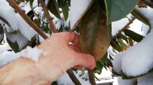 Магнолия Грандифлора, Magnolia grandiflora (Крупноцветковая), зимой, USDA 6 B.