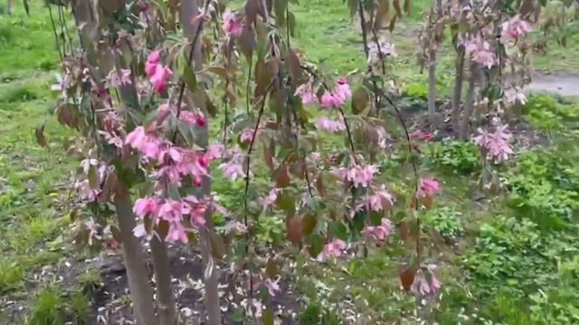 А вы знаете о психодинамической прогулке доктора Шишонина? | Почему люди любят отдыхать на природ смотреть онлайн