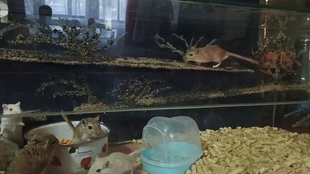 Мышки песчанки