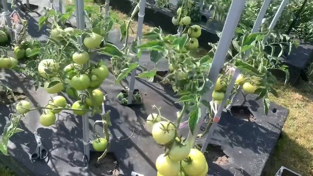 МОЯ ДАЧА!!!/ВЫРАСТИЛА ЛУЧШИЕ СОРТА ТОМАТОВ!!!/ВСЕГДА ЗАВАЛЯТ УРОЖАЕМ/ПОРА СТРИЧЬ ЛИСТЬЯ НА ТОМАТАХ! смотреть онлайн