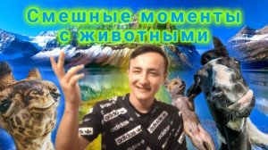 Смешные моменты с животными