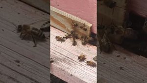 Матка выходит на облет