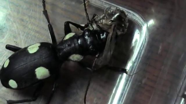 Гигантская жужелица пожирает таракана смотреть онлайн