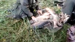 рыбалка в Сибири сазан