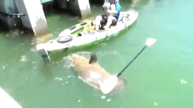 Рыбина чуть не опрокинула лодку! смотреть онлайн
