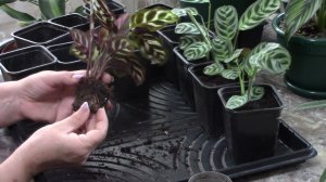 Рассаживаю калатеи, сажаю фикусы.