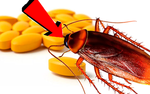 Как избавиться от тараканов навеки ! Мощное средство от тараканов !