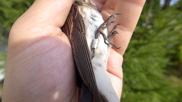 Как выглядит серая мухоловка? Усатые птицы. Зачем птицам усы? смотреть онлайн