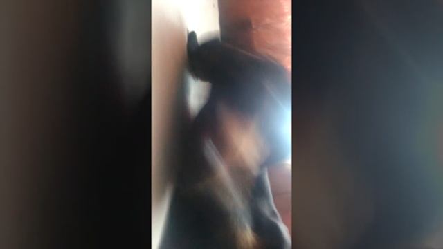 Собака на диване смотреть онлайн