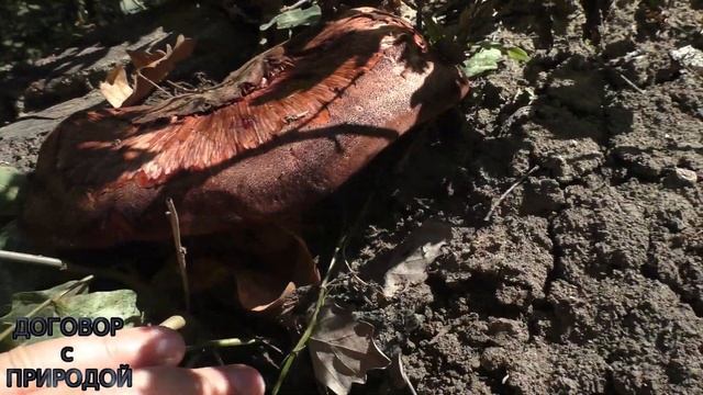 ПЕЧЁНОЧНИК припозднился в этом году.Урожай 2020 года.