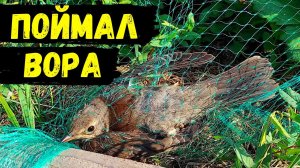Поймал ВОРА в огороде и отпустил #43