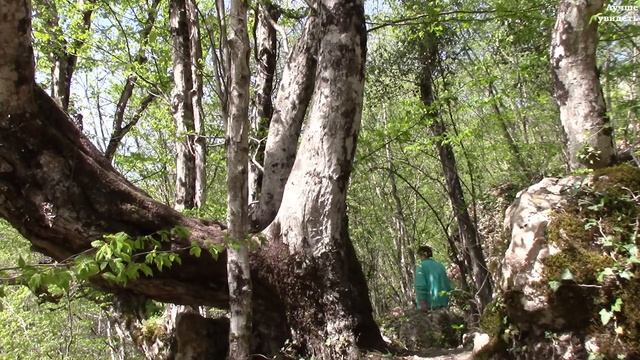 Чернореченский каньон. Крым || Crimea. Chernorechensky canyon