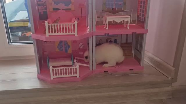 Кролик карликовый // Декоративный Отзыв // Иногда кусается смотреть онлайн