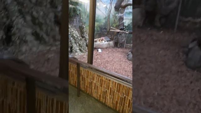 птицы в московском зоопарке смотреть онлайн