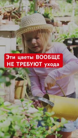 КРАСИВЫЕ и НЕПРИХОТЛИВЫЕ, которые можно НЕ ПОЛИВАТЬ летом
